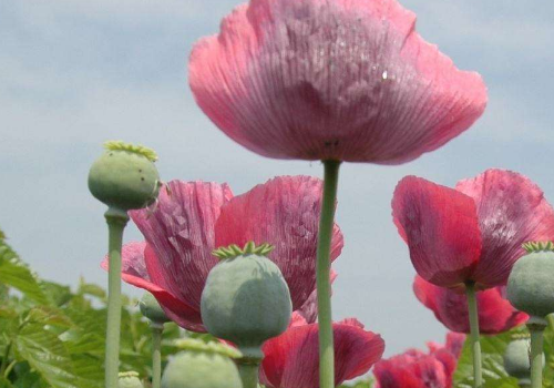 <a href='https://www.861230.com/guanhuazhiwu/6594.html' target='_blank'><u>罂粟</u></a>能带上动车吗 和鸦片的区别
