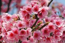 樱花盆栽冬天该怎么养 如何安全过冬
