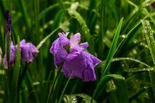 花菖蒲的病害防治