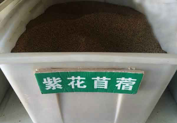 一亩牧草能养多少草鱼?
