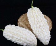 白苦瓜和绿苦瓜哪种好 白玉苦瓜种植技术