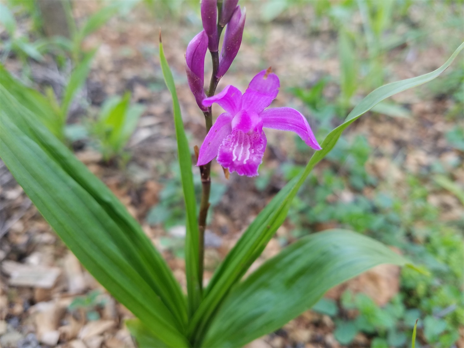 <a href='https://www.861230.com/guanhuazhiwu/6727.html' target='_blank'><u>白芨</u></a>的种植方法,多少钱一斤