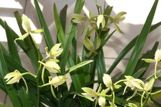 <a href='https://www.861230.com/guanhuazhiwu/6593.html' target='_blank'><u>兰花</u></a>怎么样清洗叶子
