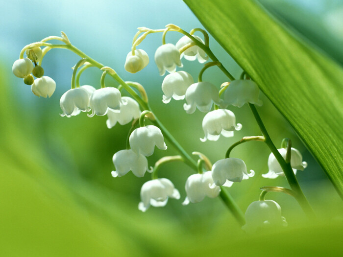 <a href='https://www.861230.com/guanhuazhiwu/6658.html' target='_blank'><u>铃兰</u></a>花是什么植物,有毒性吗