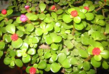马齿苋树的花语是什么,马齿苋树花语和传说/高贵和幸福