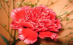 康乃馨一年开几次花 花期是什么时候