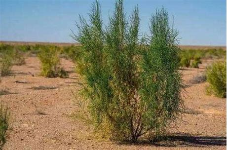 梭梭树和梭梭草有什么区别?