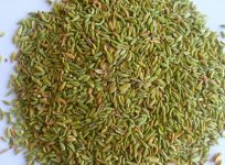 小茴香图片 小茴香生长环境、营养、药用价值