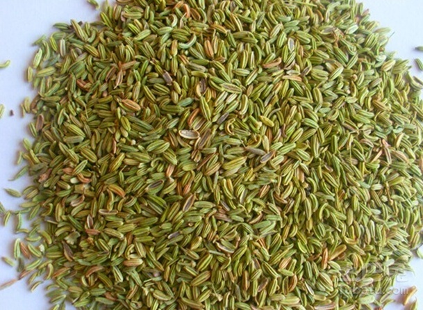 小茴香图片 小茴香生长环境、营养、药用价值