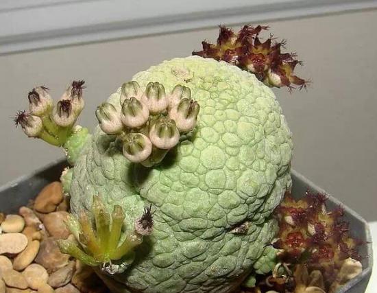 凝蹄玉简介 如何养植凝蹄玉