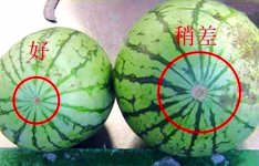 怎么挑西瓜，西瓜多少钱一斤