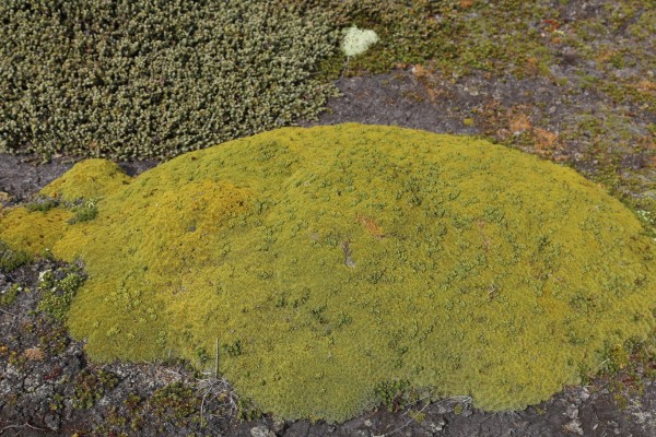 地苔 地苔花语