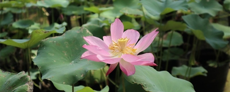 最漂亮<a href='https://www.861230.com/guanhuazhiwu/1062.html' target='_blank'><u>荷花</u></a>大全