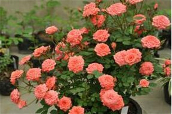 大花<a href='https://www.861230.com/guanhuazhiwu/44.html' target='_blank'><u>月季</u></a>养殖方法和注意事项，充足光照避免积水