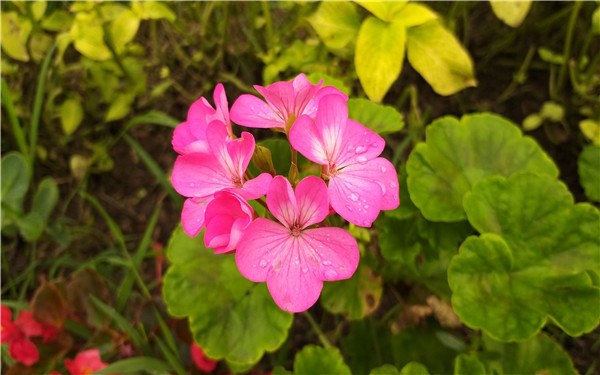 <a href='https://www.861230.com/guanhuazhiwu/6634.html' target='_blank'><u>天竺葵</u></a>花谢后怎么打理 修剪方法有哪些