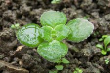 薄荷种子种植方法，薄荷种子怎么催芽