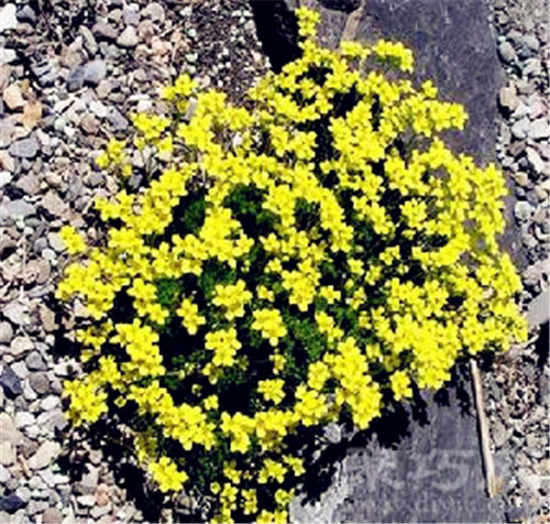 葶苈 葶苈花语