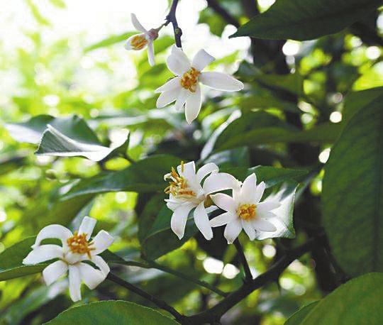 资阳适合养什么花,市花和市树是什么