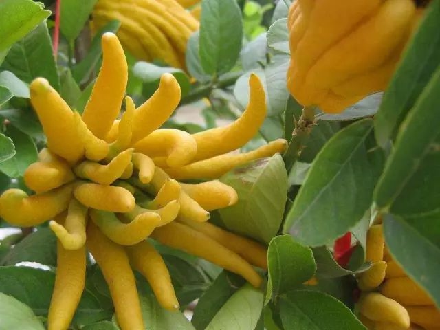 最全佛手柑图片及植物信息分享