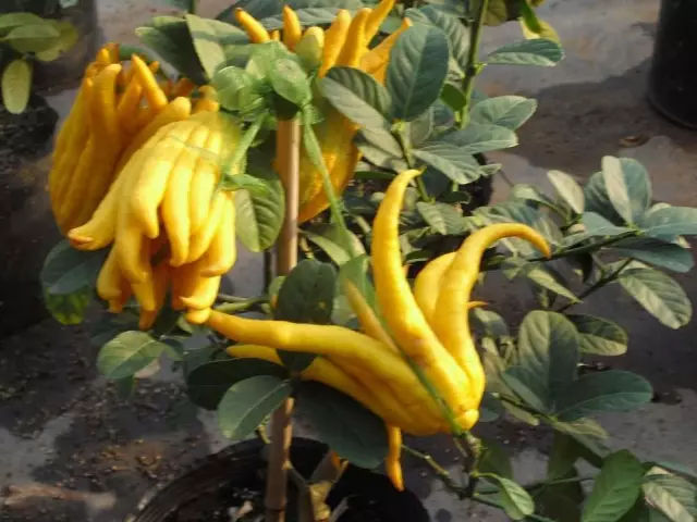 最全佛手柑图片及植物信息分享