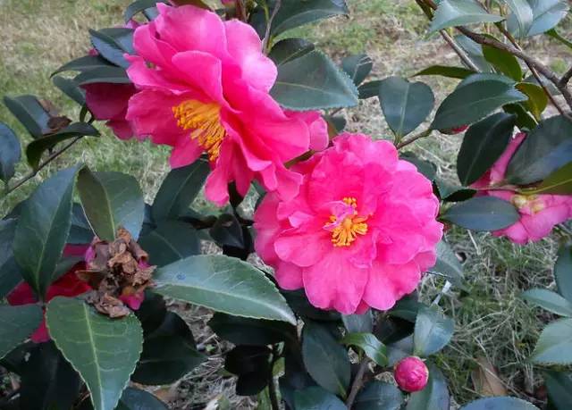 <a href='https://www.ahuacao.com/guanhuazhiwu/52.html' target='_blank'><u>茶花</u></a>