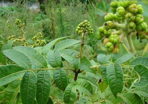 吴茱萸