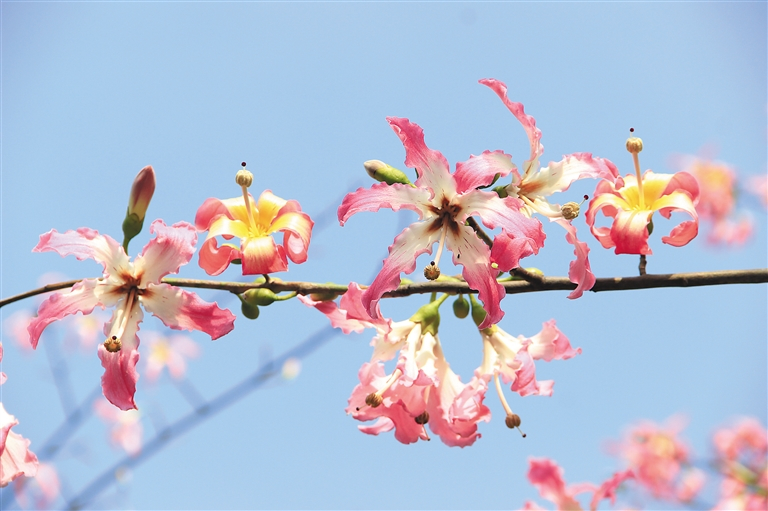 美丽异<a href='https://www.861230.com/guanhuazhiwu/6626.html' target='_blank'><u>木棉</u></a>