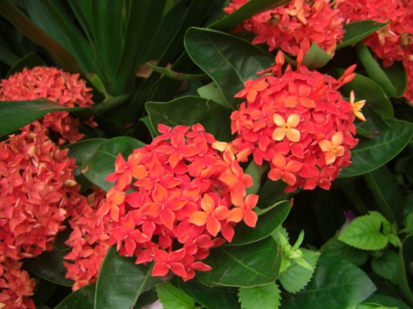 钦州适合养什么花,市花和市树是什么
