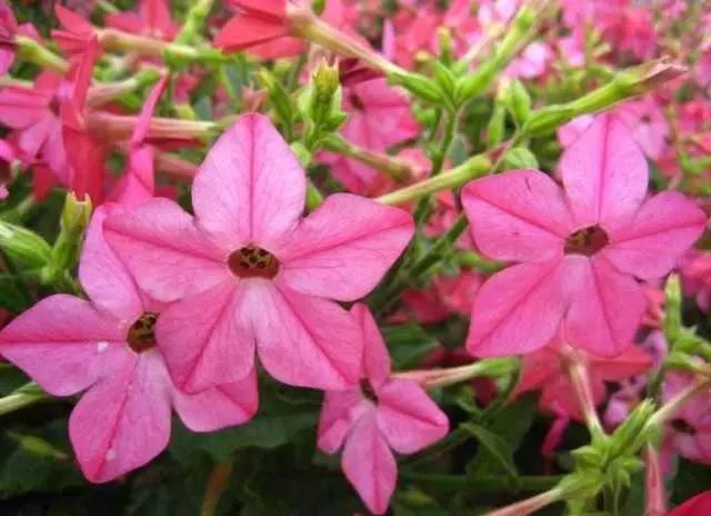 <a href='https://www.861230.com/guanhuazhiwu/6575.html' target='_blank'><u>花烟草</u></a>的花语和寓意,有什么传说故事