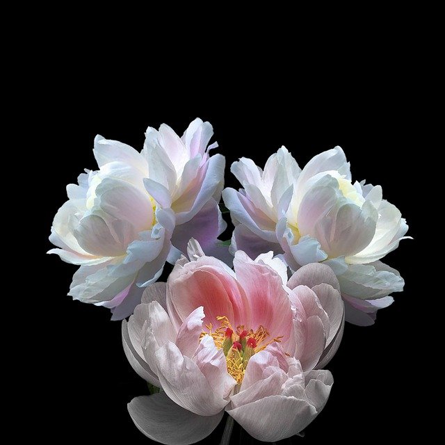 牡丹