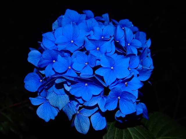 <a href='https://www.861230.com/guanhuazhiwu/6709.html' target='_blank'><u>铁线莲</u></a>