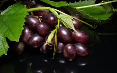 哺乳期可以吃葡萄吗 吃葡萄会导致回奶吗