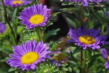 紫苑花花语