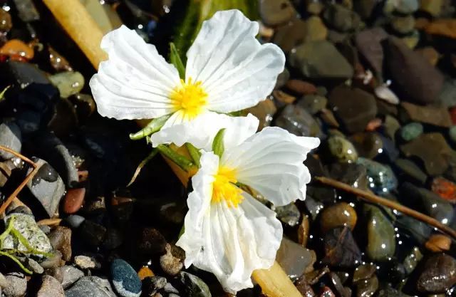 海藻花的花语 为什么叫水性杨花