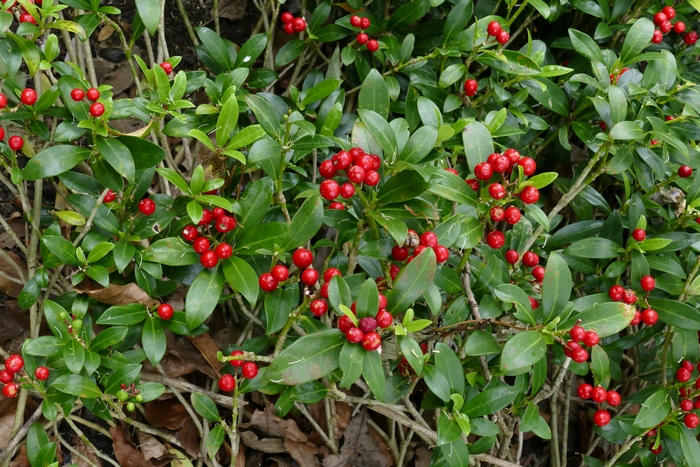 茵芋怎么养