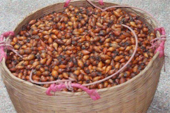<a href='https://www.861230.com/guanhuazhiwu/6719.html' target='_blank'><u>金樱子</u></a>
