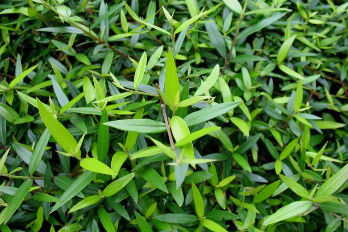 尖叶木樨榄