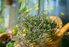 紫玄月怎么施肥 家庭养花常用的肥料