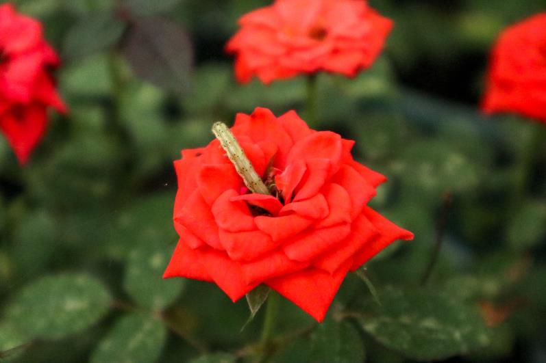 阜阳适合养什么花，市花和市树是什么