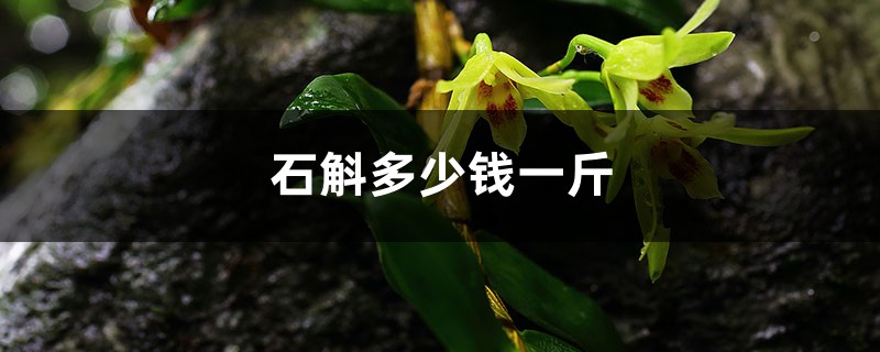<a href='https://www.861230.com/guanhuazhiwu/7510.html' target='_blank'><u>石斛</u></a>多少钱一斤,什么人不适合吃<a href='https://www.861230.com/guanhuazhiwu/7510.html' target='_blank'><u>石斛</u></a>