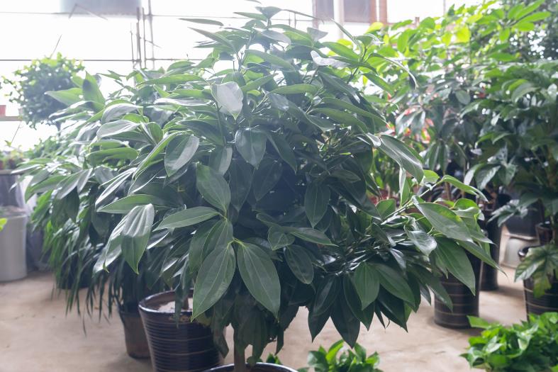 平安树卖多少钱一棵