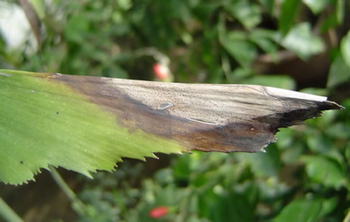 <a href='https://www.ahuacao.com/guanhuazhiwu/54.html' target='_blank'><u>白兰花</u></a>炭疽病的图片