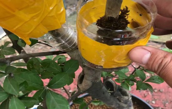 老鸦柿高压多久生根