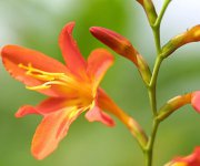 观音兰花语