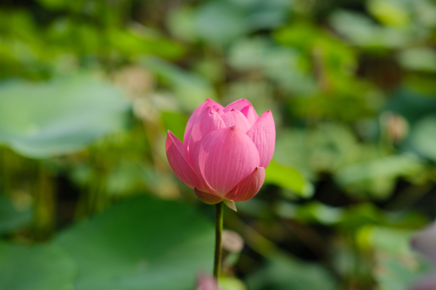 许昌适合养什么花,市花和市树是什么