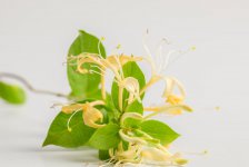 黄花菜多少钱一斤