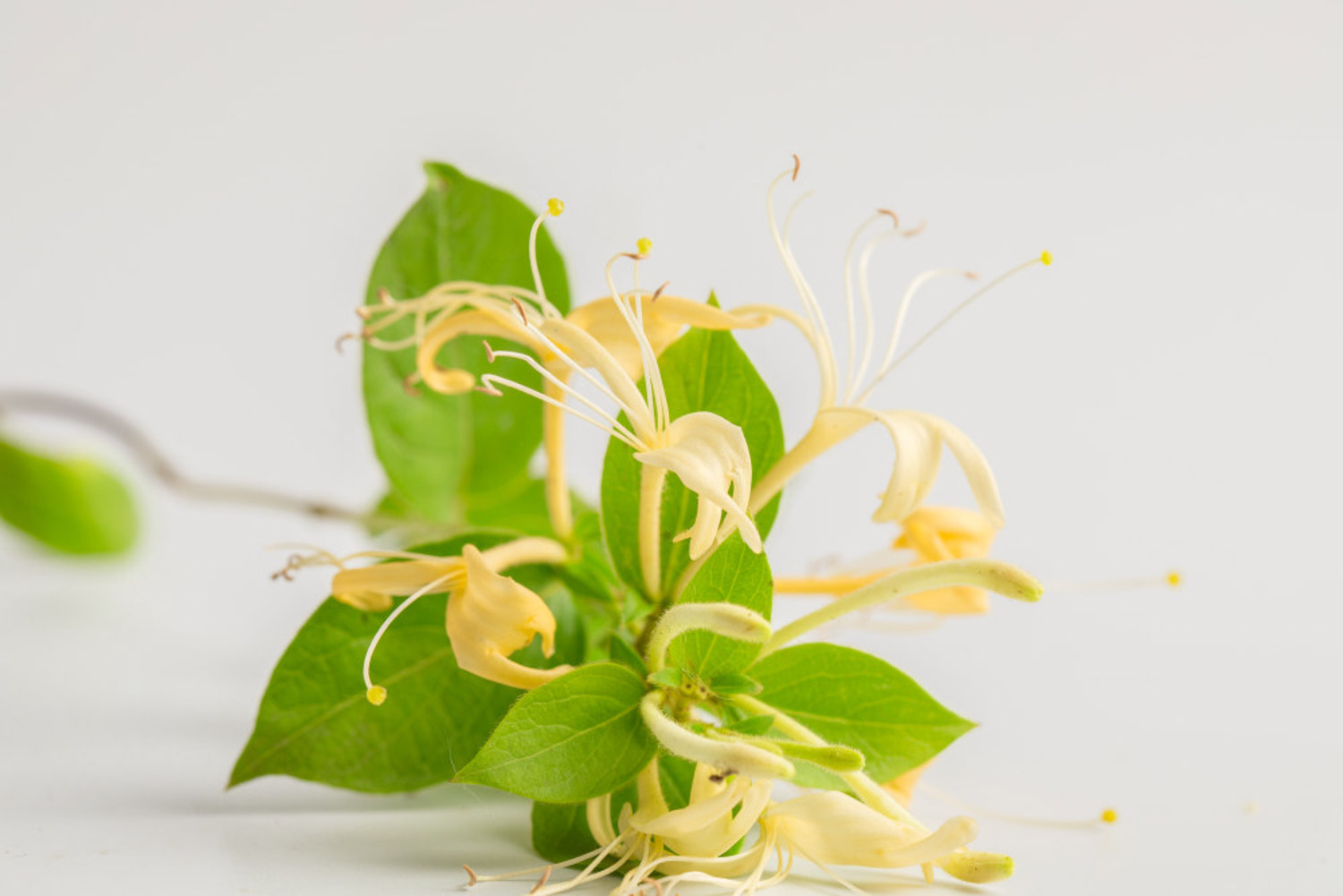 黄花菜多少钱一斤,黄花菜图片