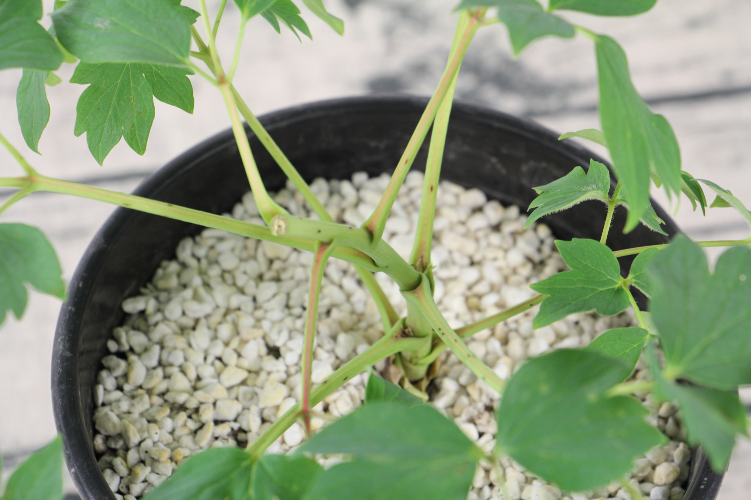 牡丹花苗种植方法，牡丹苗多少钱一棵