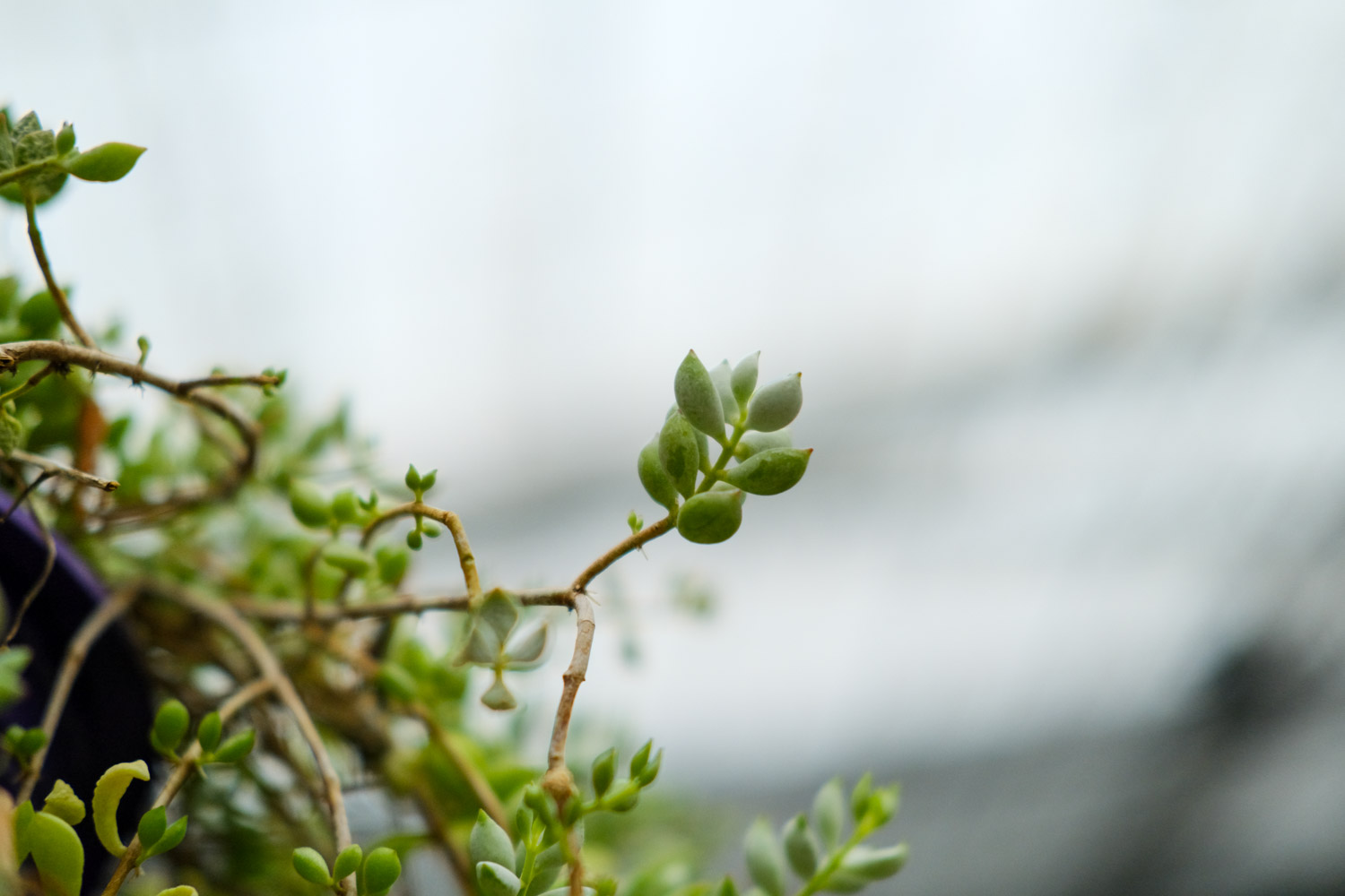 晶钻绒莲