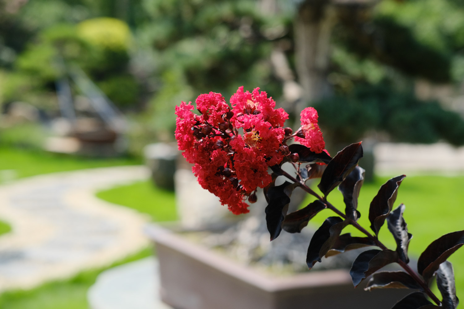 安阳适合养什么花,市花和市树是什么
